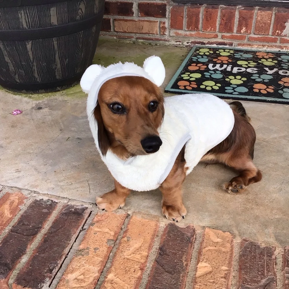 Cute Adorable Funny Fuzzy Bear Dog Pet Costume Hooded Fleece Sweater
